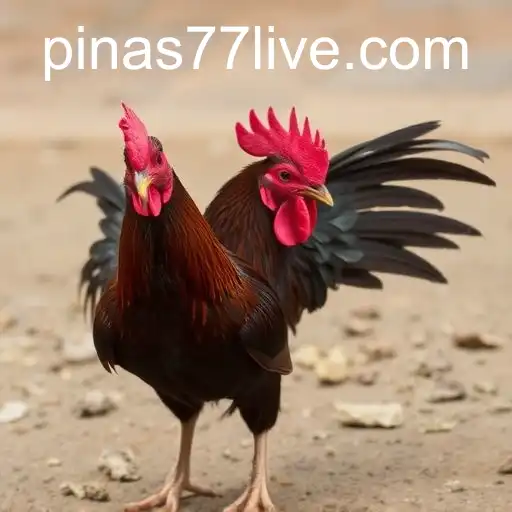 Exploring the Complex World of Cockfighting and pinas77